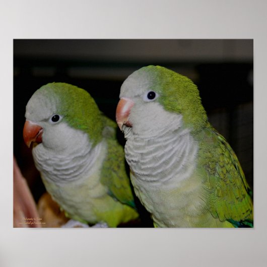 Baby Quaker Parrot Pair #2 Poster (Vorne)