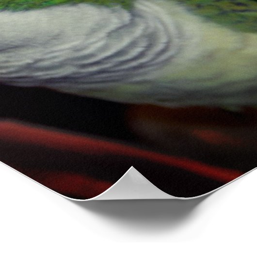 Baby Quaker Parrot Pair 2 Poster (Ecke)