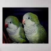 Baby Quaker Parrot Pair 2 Poster (Vorne)