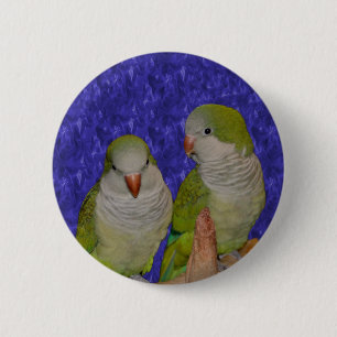 Baby Quaker Parrot Pair Animal Button