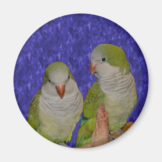 Baby Quaker Parrot Pair Animal Magnet (Vorne)