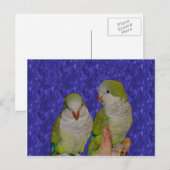 Baby Quaker Parrot Pair Animal Postcard Postkarte (Vorne/Hinten)