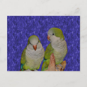 Baby Quaker Parrot Pair Animal Postcard Postkarte