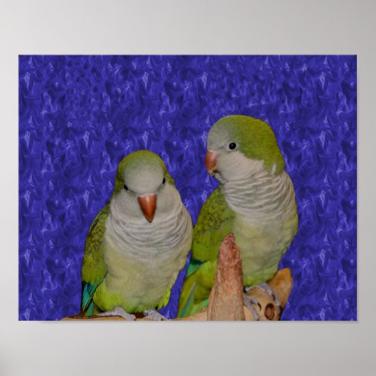 Baby Quaker Parrot Pair Animal Poster (Vorne)