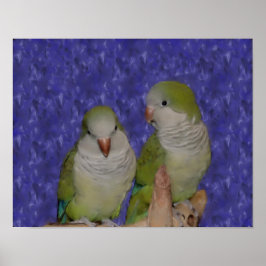 Baby Quaker Parrot Pair Foto Malerei Poster