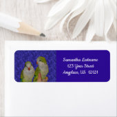 Baby Quaker Parrot Pair Tieradresse (Insitu)