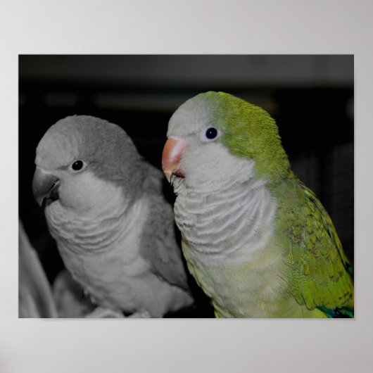 Baby Quaker parrots teilweise Farbe Poster (Vorne)
