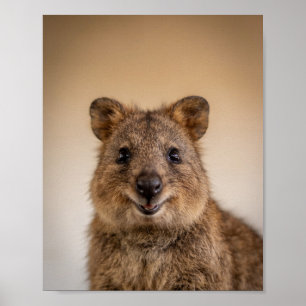 Baby-Quokka-Porträt – Süße Wanddekoration für das Poster
