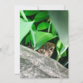 Baby Rabbit (Vorderseite)