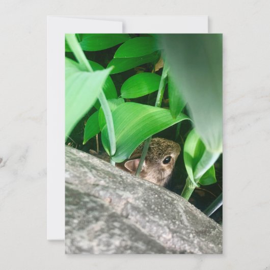 Baby Rabbit (Vorderseite)