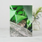 Baby Rabbit (Stehend Vorderseite)