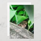 Baby Rabbit (Vorne/Hinten)