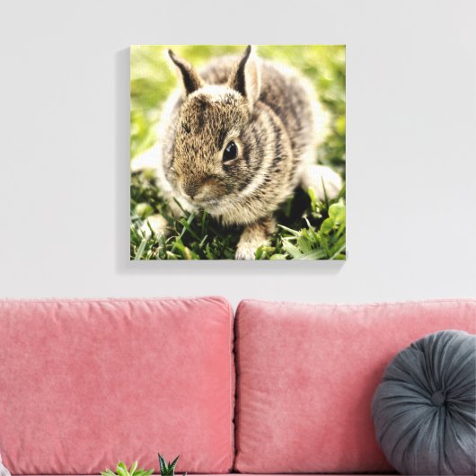 Baby Rabbit Leinwanddruck (Insitu (Wohnzimmer))