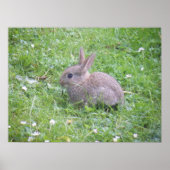 Baby Rabbit Poster (Vorne)