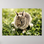 Baby Rabbit Poster (Vorne)