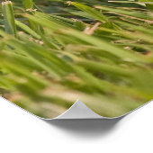 Baby Raccoon 2 Poster (Ecke)