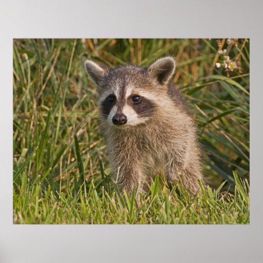 Baby Raccoon 2 Poster (Vorne)