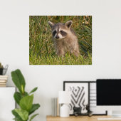 Baby Raccoon 2 Poster (Heimbüro)