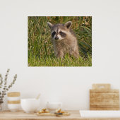 Baby Raccoon 2 Poster (Küche)