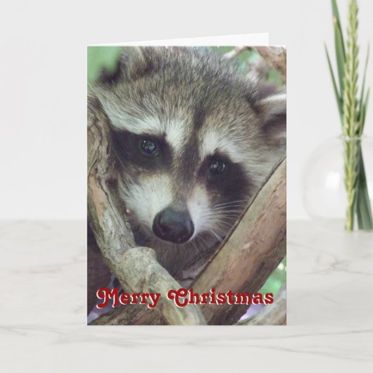 Baby Raccoon Foto, Weihnachtskarte Feiertagskarte (Vorderseite)