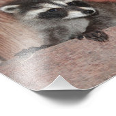 Baby Raccoon gefunden in Barn Fotodruck (Ecke)