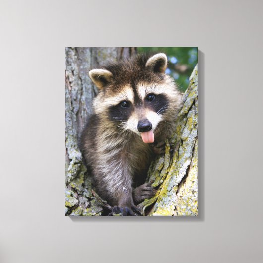 Baby Raccoon Leinwanddruck (Vorderseite)