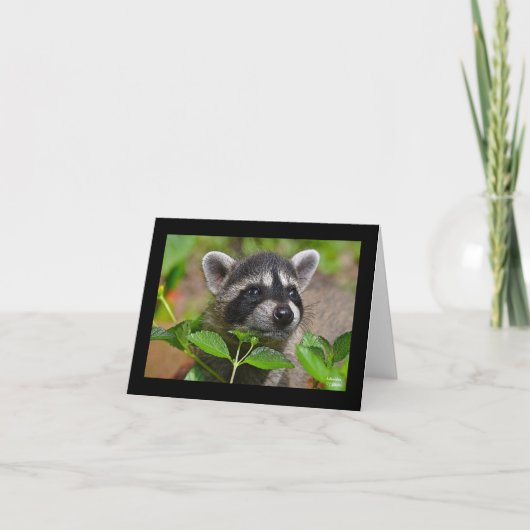 Baby Raccoon Notecard Karte (Vorderseite)