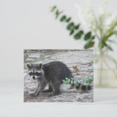 Baby Raccoon Postcard Postkarte (Stehend Vorderseite)