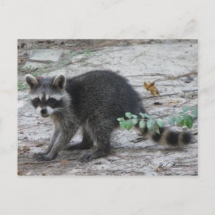 Baby Raccoon Postcard Postkarte