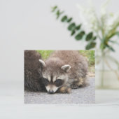 Baby Raccoon Postkarte (Stehend Vorderseite)