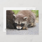 Baby Raccoon Postkarte (Vorne/Hinten)