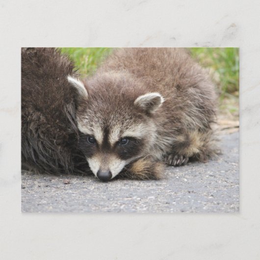 Baby Raccoon Postkarte (Vorderseite)