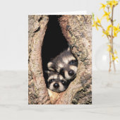 Baby Raccoons Peeking aus Bäume Karte (Gelbe Blume)
