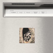 Baby Raccoons Peeking aus Bäume Magnet (In Situ (Geschirrspüler))