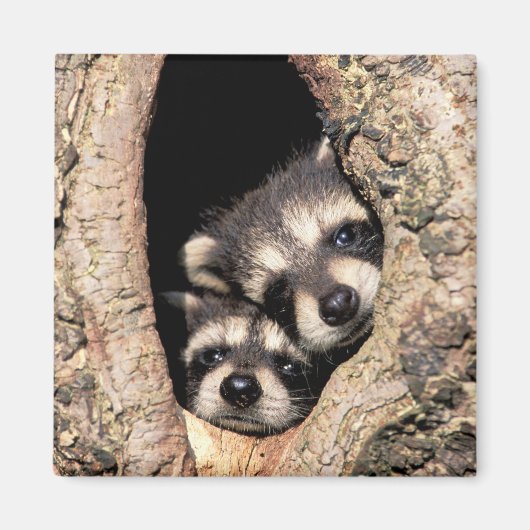 Baby Raccoons Peeking aus Bäume Magnet (Vorne)