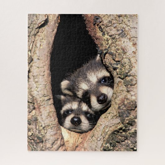 Baby Raccoons Peeking aus Bäume Puzzle (Vertikal)