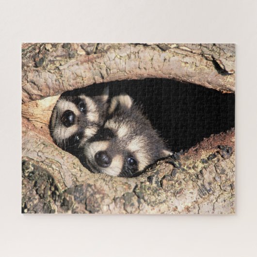 Baby Raccoons Peeking aus Bäume Puzzle (Horizontal)