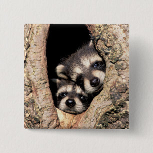 Baby Raccoons Peeking out of Tree Button
