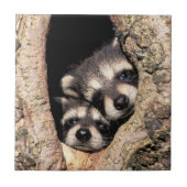 Baby Raccoons pinkeln aus Bäume Fliese (Vorderseite)