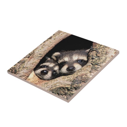 Baby Raccoons pinkeln aus Bäume Fliese (Seite)
