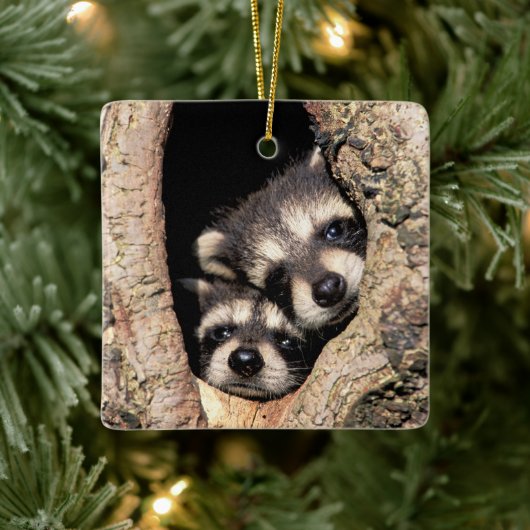 Baby Raccoons pinkeln aus Bäume Keramikornament (Baum)