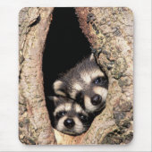 Baby Raccoons pinkeln aus Bäume Mousepad (Vorne)