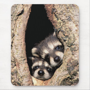 Baby Raccoons pinkeln aus Bäume Mousepad
