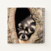 Baby Raccoons pinkeln aus Bäume Notizblock (Rückseite)