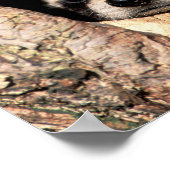 Baby Raccoons pinkeln aus Bäume Poster (Ecke)