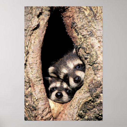 Baby Raccoons pinkeln aus Bäume Poster (Vorne)