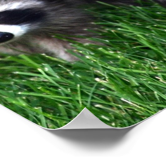 Baby Raccoons Poster (Ecke)