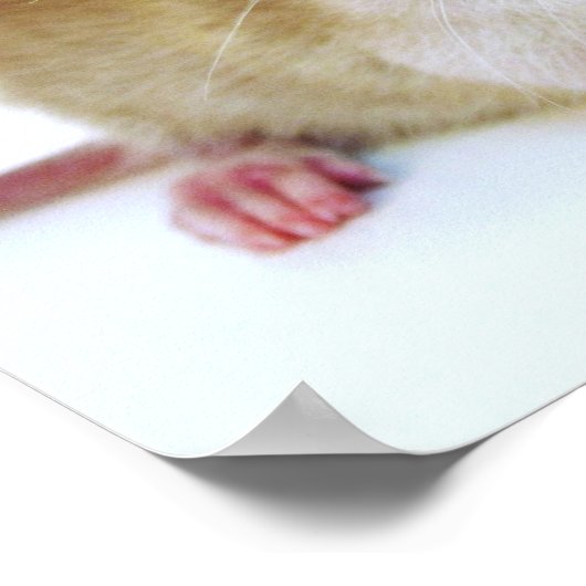 Baby Rat Butterfly Poster (Ecke)