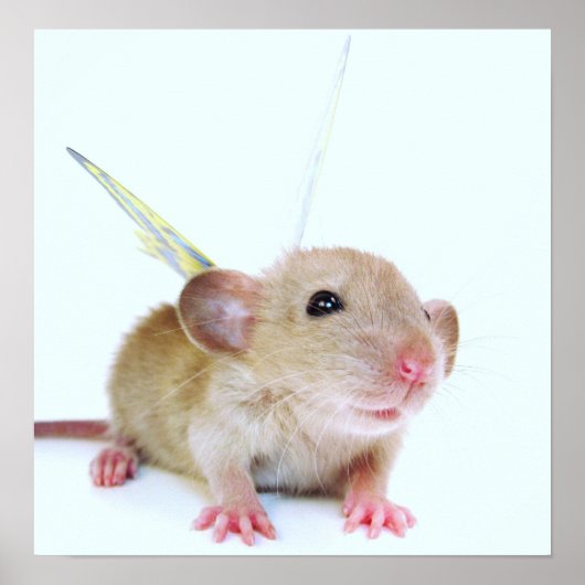 Baby Rat Butterfly Poster (Vorne)
