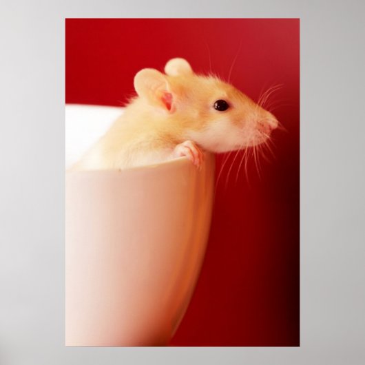 Baby Rat Poster (Vorne)